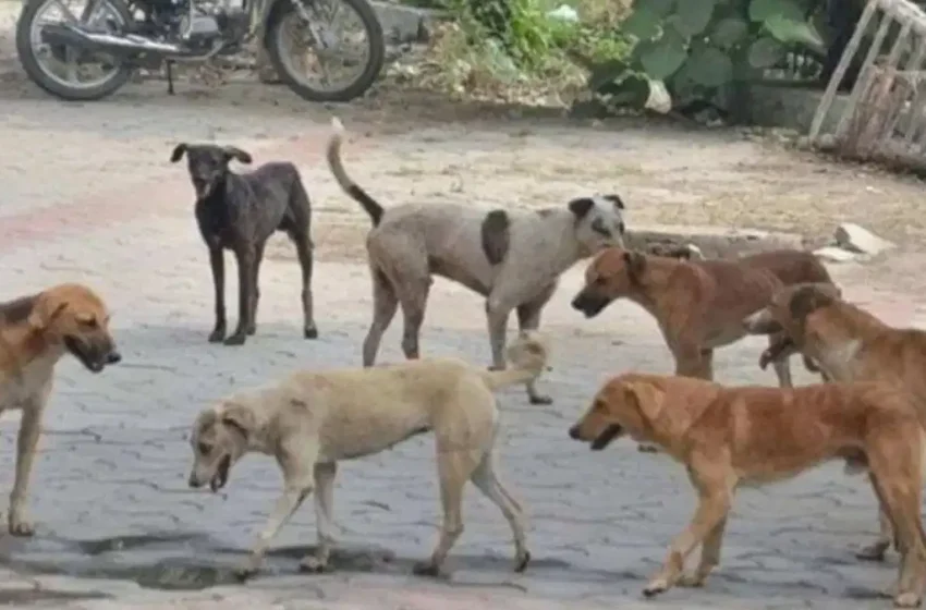  मुरादाबाद में आवारा कुत्ते का आतंक, 7 साल के बच्चे को बनाया निवाला