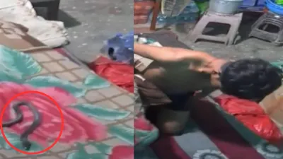  रात में बिस्तर पर चढ़ा सांप और सोते समय लड़के को काटा