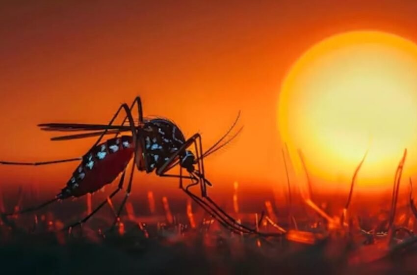 मानसून में बढ़ जाता है डेंगू-मलेरिया का खतरा, बरतें सावधानी; ऐसे करें बचाव