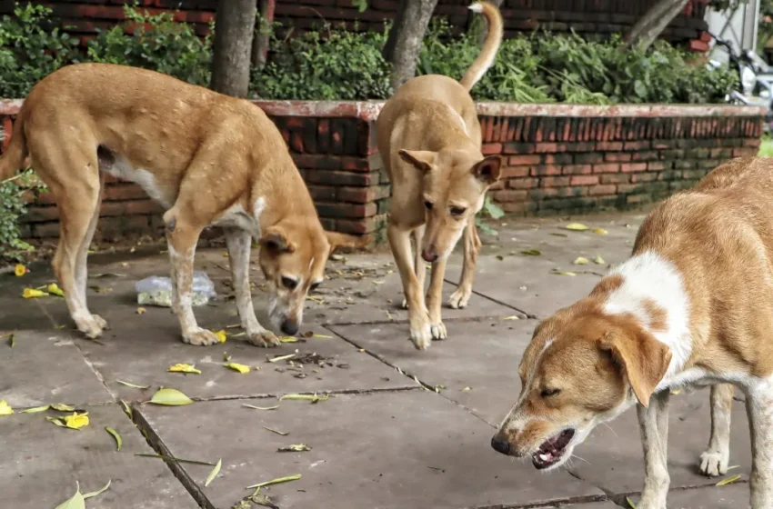  सुप्रीम कोर्ट का आदेश : 8 हफ्ते में सरकारी संस्थानों में बाड़ लगाएं , हाईवे से जानवर हटाएं